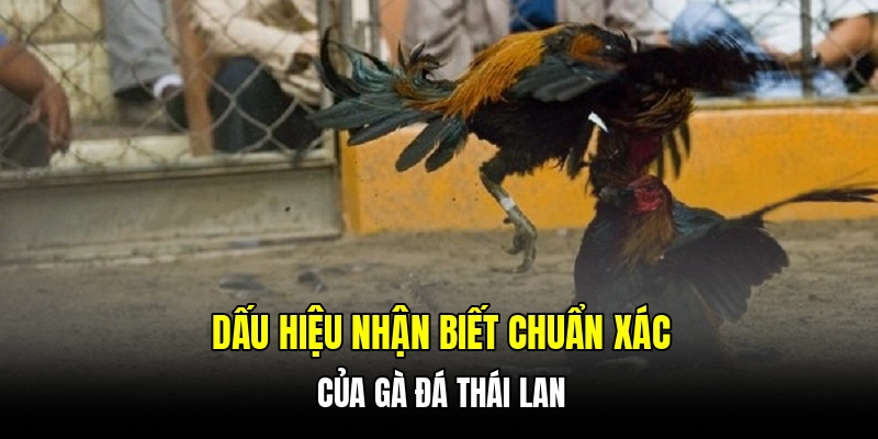 Một số thông tin về nguồn gốc giống gà đá Thái Lan
