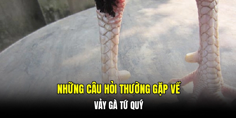Những câu hỏi thường gặp về vảy gà tứ quý
