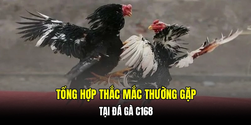 Top những hình thức đá gà C168 xanh chín và hấp dẫn